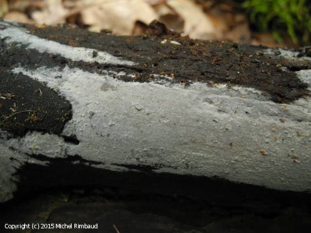 Peniophorella praetermissa (Peniophorella_praetermissa_2015_mr_1.jpg)