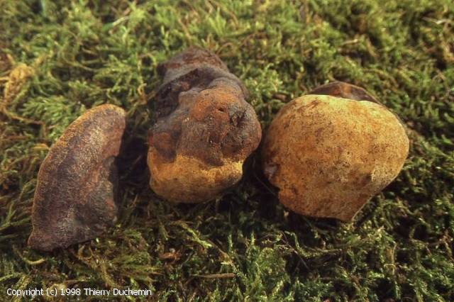 Phellinus lundellii (Phellinus_lundellii_1998_td_1.jpg)