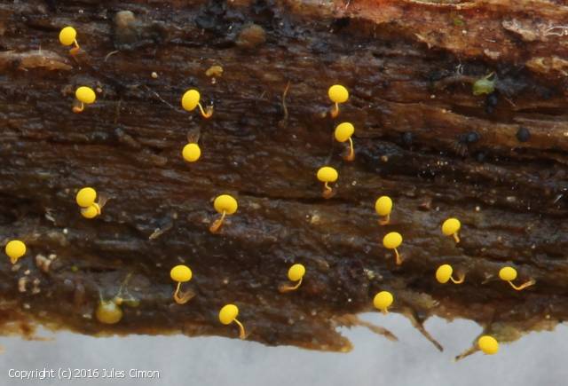 Physarum galbeum (Physarum_galbeum_2016_jc_1.jpg)