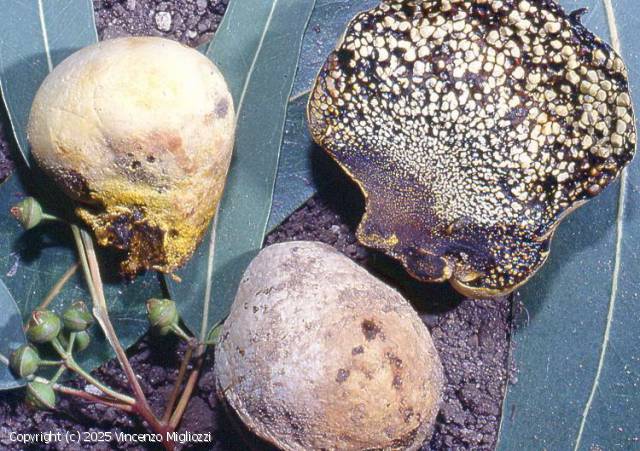 Pisolithus arhizus (Pisolithus_arhizus_2025_vm_1.jpg)