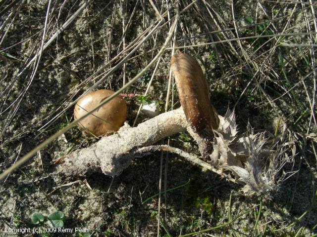 Pleurotus eryngii (Pleurotus_eryngii_2009_rp_1.jpg)