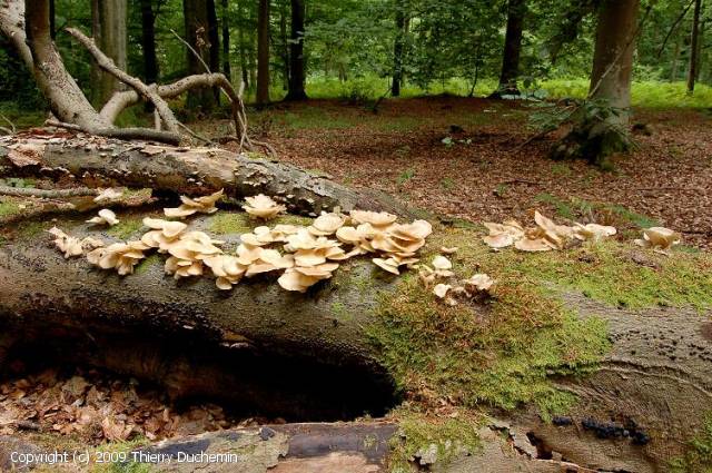 Pleurotus pulmonarius (Pleurotus_pulmonarius_2009_td_1.jpg)