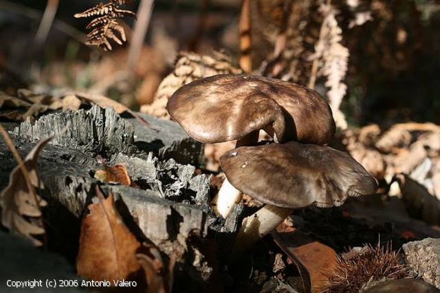 Pluteus atromarginatus (Pluteus_atromarginatus_2006_av_1.jpg)