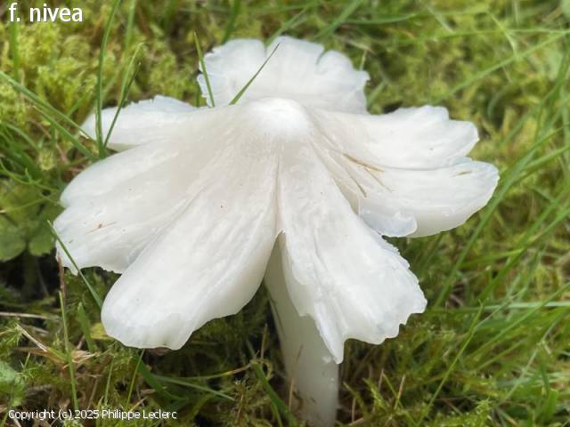 Porpolomopsis calyptriformis (Porpolomopsis_calyptriformis_2025_pl_1.jpg)