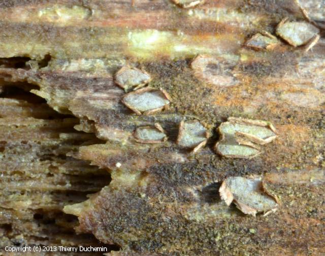 Propolis versicolor (Propolis_versicolor_2013_td_1.jpg)