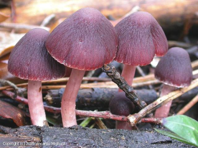 Psathyrella bipellis (Psathyrella_bipellis_2025_vm_5.jpg)