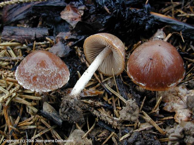 Psathyrella pennata (Psathyrella_pennata_2006_jd_1.jpg)