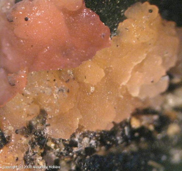 Pyronema domesticum (Pyronema_domesticum_2008_am_1.jpg)