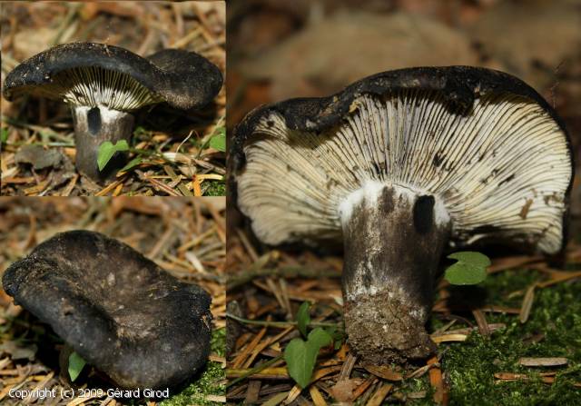 Russula albonigra (Russula_albonigra_2009_gg_1.jpg)