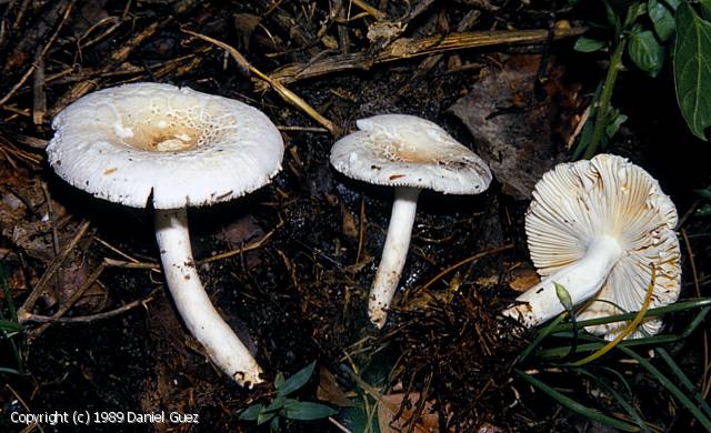 Russula castanopsidis (Russula_castanopsidis_1989_dg_1.jpg)