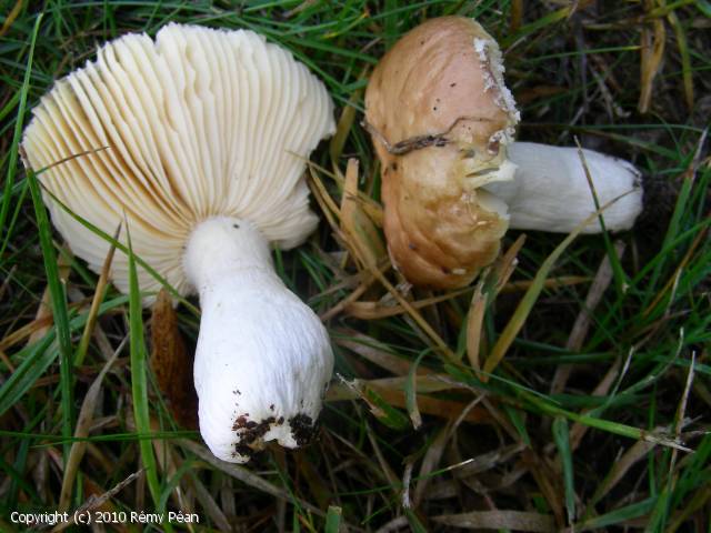 Russula straminea (Russula_straminea_2010_rp_1.jpg)