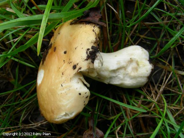 Russula straminea (Russula_straminea_2012_rp_1.jpg)