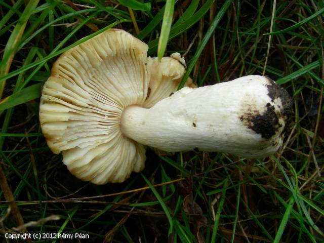 Russula straminea (Russula_straminea_2012_rp_2.jpg)