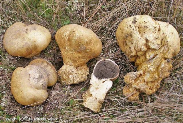 Scleroderma meridionale (Scleroderma_meridionale_2010_av_1.jpg)