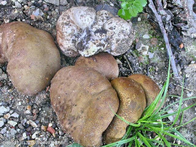 Scleroderma verrucosum (Scleroderma_verrucosum_2025_vm_3.jpg)