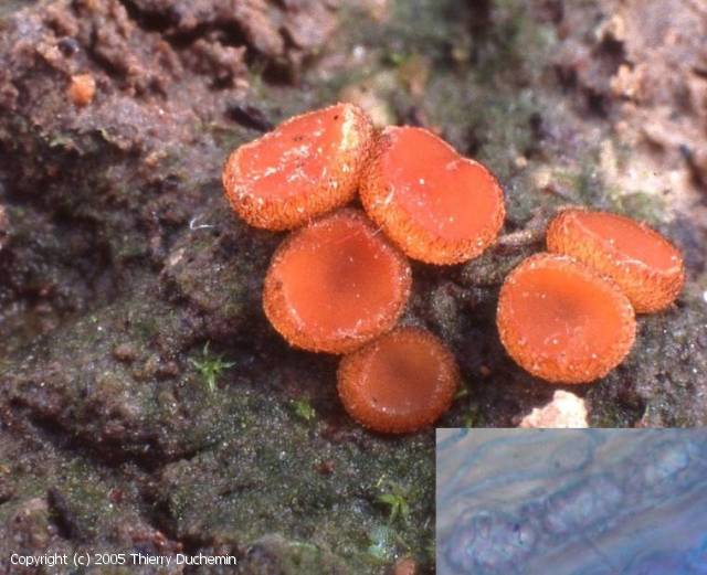 Scutellinia pseudotrechispora (Scutellinia_pseudotrechispora_2005_td_2.jpg)