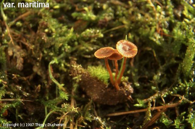 Simocybe centunculus (Simocybe_centunculus_1997_td_1.jpg)