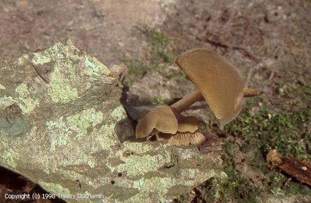 Simocybe centunculus (Simocybe_centunculus_1998_td_3.jpg)