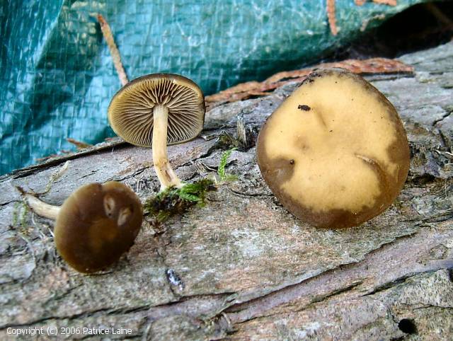 Simocybe centunculus (Simocybe_centunculus_2005_pl_1.jpg)