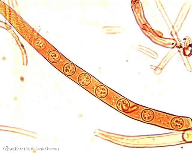 Smardaea planchonis (Smardaea_planchonis_2010_rc_1.jpg)