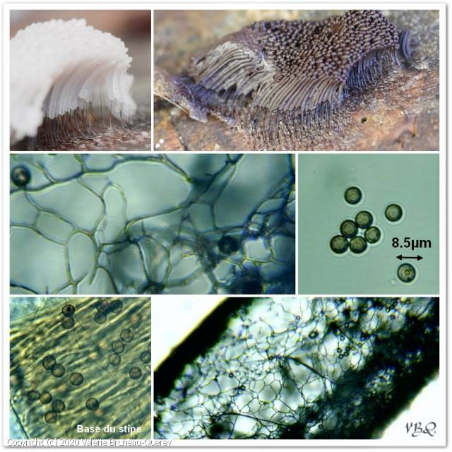 Stemonitis splendens (Stemonitis_splendens_2020_vb_6.jpg)