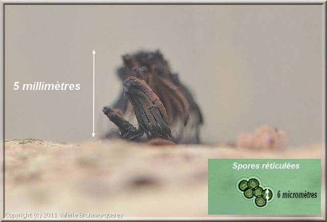 Stemonitis virginiensis (Stemonitis_virginiensis_2011_vb_2.jpg)