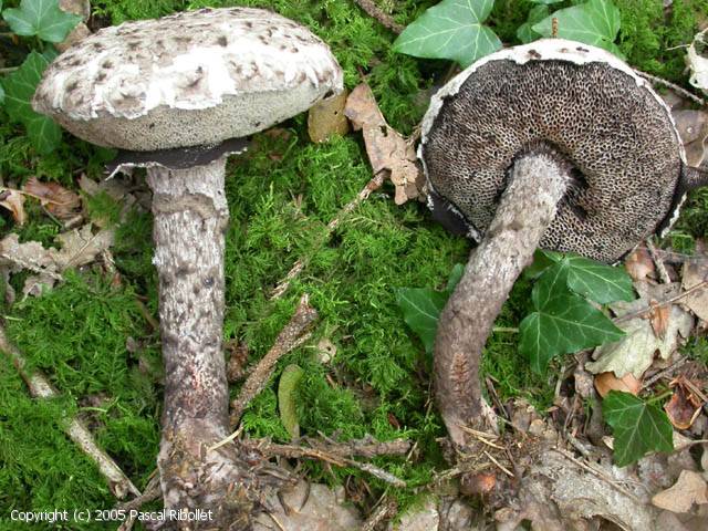 Strobilomyces strobilaceus (Strobilomyces_strobilaceus_2005_pr_1.jpg)