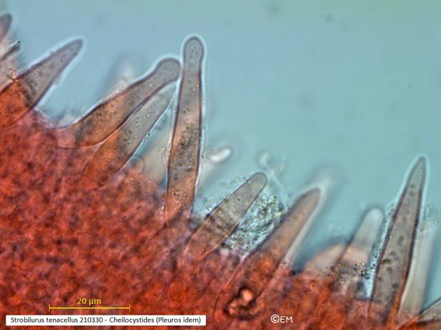 Strobilurus tenacellus (Strobilurus_tenacellus_2021_em_3.jpg)