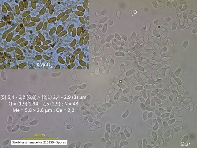 Strobilurus tenacellus (Strobilurus_tenacellus_2021_em_4.jpg)