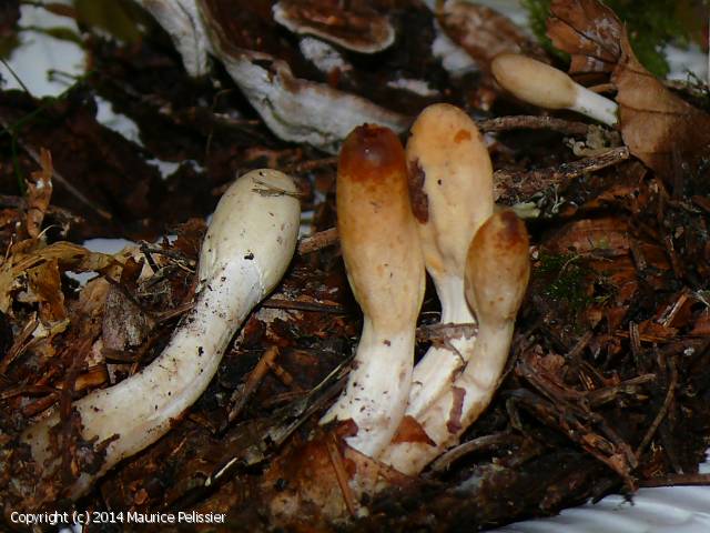 Trichoderma alutaceum (Trichoderma_alutaceum_2014_mp_1.jpg)