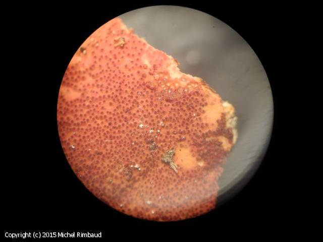 Trichoderma parmastoi (Trichoderma_parmastoi_2015_mr_2.jpg)