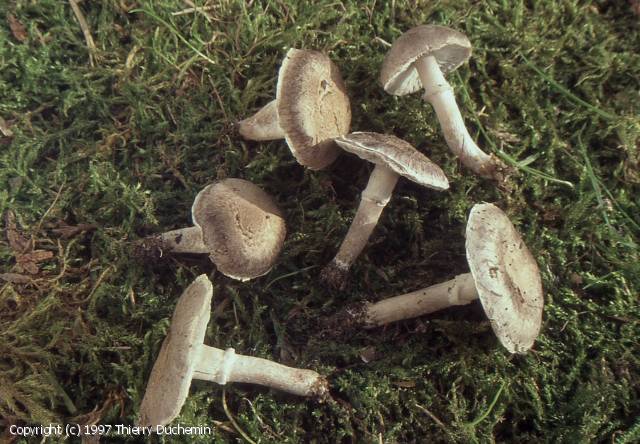 Tricholoma cingulatum (Tricholoma_cingulatum_1997_td_3.jpg)