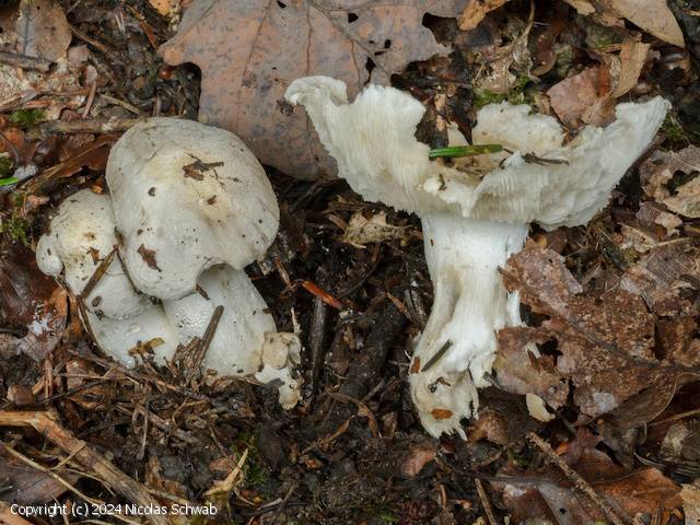 Tricholoma filamentosum (Tricholoma_filamentosum_2024_ns_1.jpg)