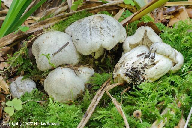 Tricholoma filamentosum (Tricholoma_filamentosum_2025_ns_1.jpg)