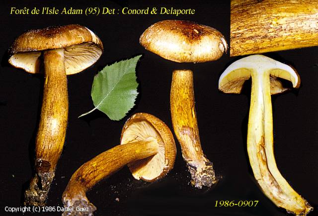 Tricholoma fulvum (Tricholoma_fulvum_1986_dg_1.jpg)