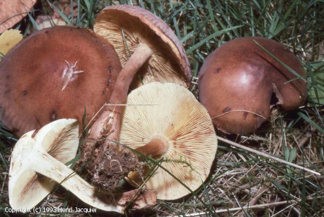 Tricholoma fulvum (Tricholoma_fulvum_1993_hj_1.jpg)