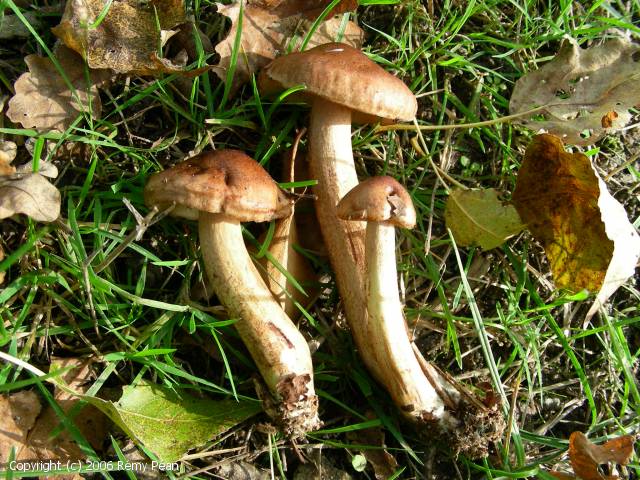 Tricholoma fulvum (Tricholoma_fulvum_2006_rp_1.jpg)