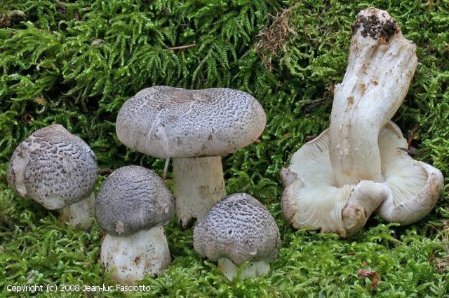 Tricholoma pardinum (Tricholoma_pardinum_2008_jf_1.jpg)