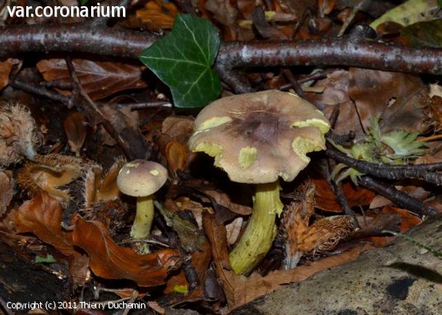 Tricholoma sulphureum (Tricholoma_sulphureum_2011_td_1.jpg)
