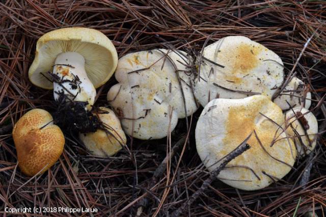 Tricholomopsis alborufescens (Tricholomopsis_alborufescens_2018_pl_1.jpg)