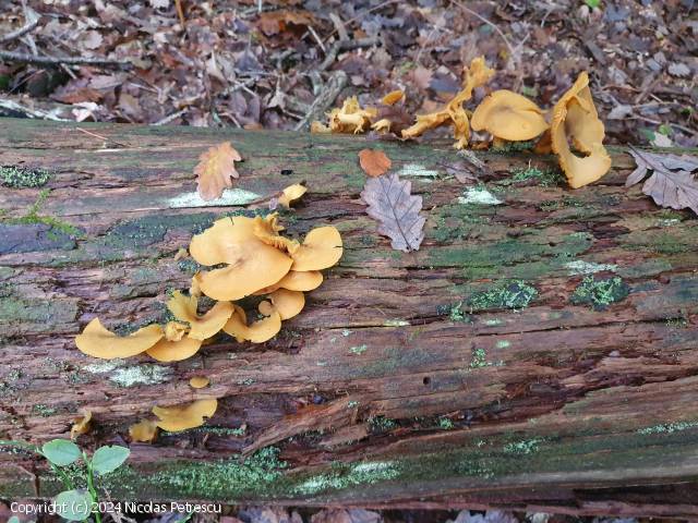 Tricholomopsis decora (Tricholomopsis_decora_2024_np_1.jpg)