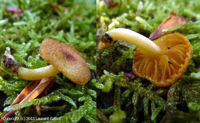 Tricholomopsis flammula (Tricholomopsis_flammula_2011_lg_1.jpg)