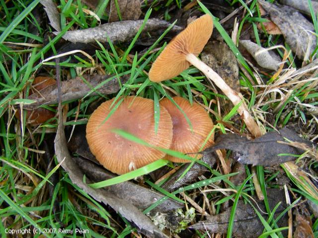 Tubaria romagnesiana (Tubaria_romagnesiana_2007_rp_2.jpg)