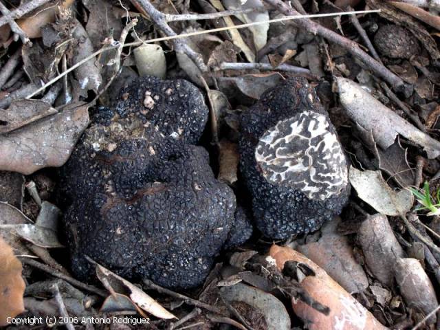 Tuber brumale (Tuber_brumale_2006_ar_1.jpg)