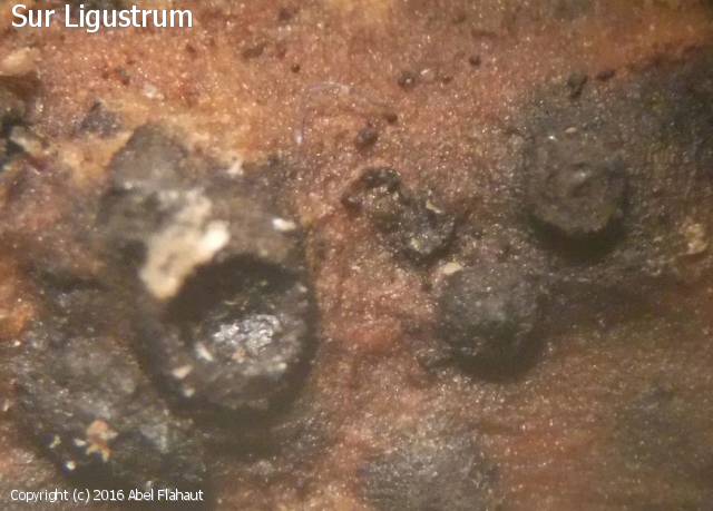 Valsaria insitiva (Valsaria_insitiva_2016_af_1.jpg)