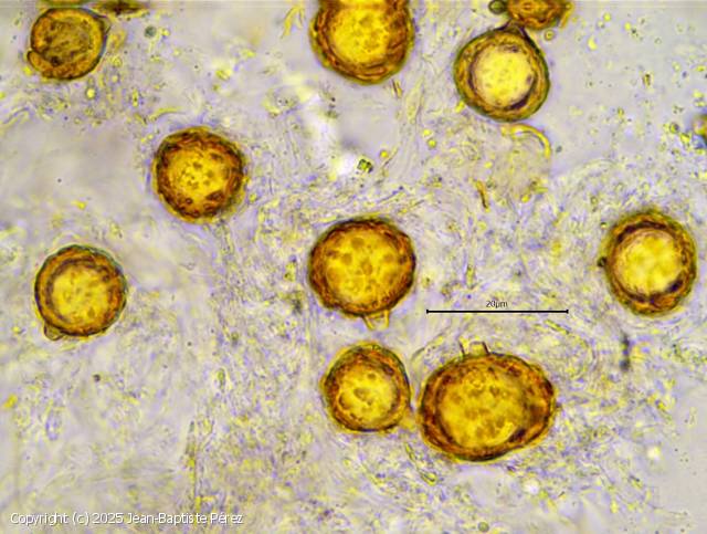 Wakefieldia macrospora (Wakefieldia_macrospora_2025_jp_1.jpg)