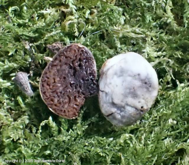 Wakefieldia macrospora (Wakefieldia_macrospora_2025_jp_3.jpg)