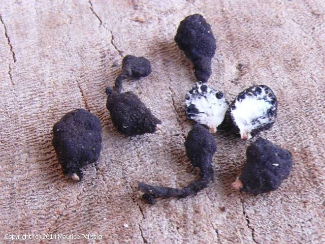 Xylaria anisopleura (Xylaria_anisopleura_2014_mp_3.jpg)