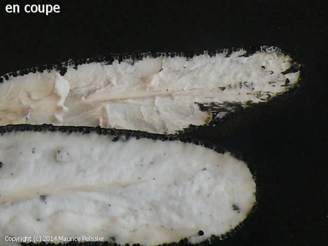 Xylaria laevis (Xylaria_laevis_2014_mp_3.jpg)