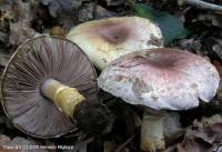 Fiche de Agaricus brunneolus